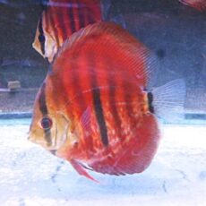 ＩＣＡヘッケルディスカス①　２０２６年４月９日入荷