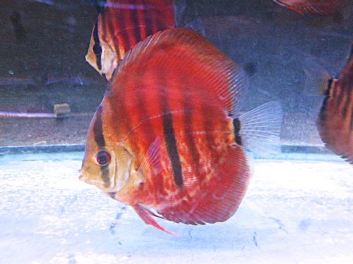 ＩＣＡヘッケルディスカス①　２０２６年４月９日入荷