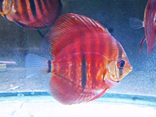 ＩＣＡヘッケル・ディスカス