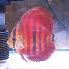 ＩＣＡヘッケルディスカス②　２０２６年４月９日入荷