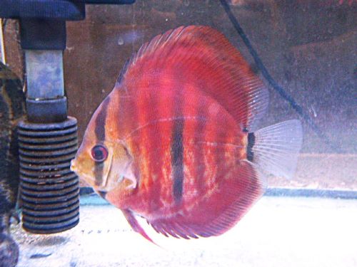 ＩＣＡヘッケルディスカス②　２０２６年４月９日入荷