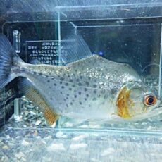 ホワイトピラニア　２０２６年４月７日入荷