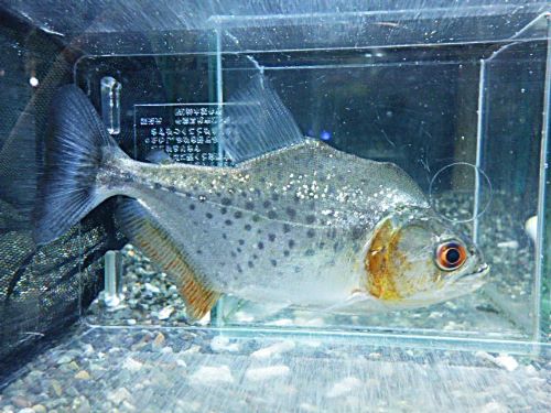 ホワイトピラニア　２０２６年４月７日入荷