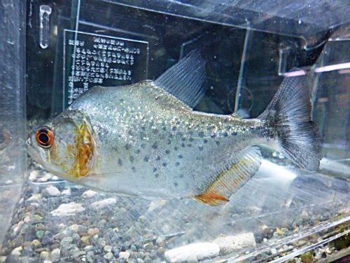 ホワイトピラニア