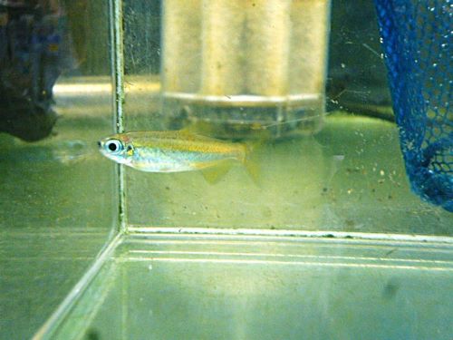 ゴールデンコンゴテトラ