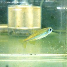 ゴールデンコンゴテトラ　２０２６年３月２８日入荷