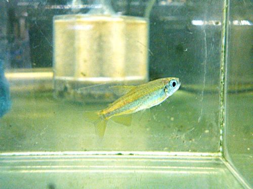 ゴールデンコンゴテトラ　２０２６年３月２８日入荷