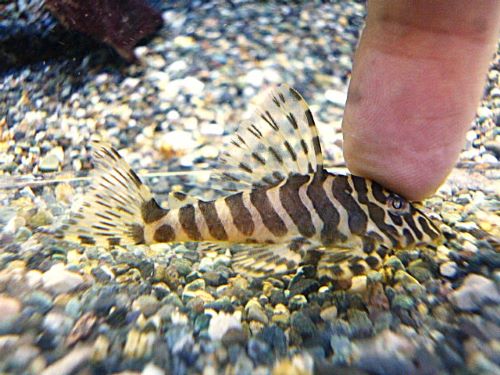 クイーンインペリアルタイガープレコ