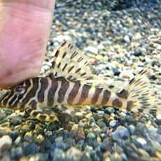 クイーンインペリアルタイガープレコ①　２０２６年３月１４日入荷