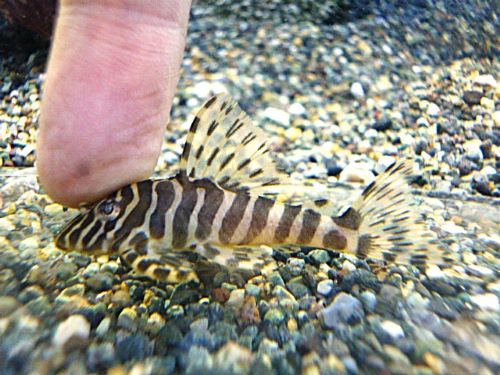 クイーンインペリアルタイガープレコ①　２０２６年３月１４日入荷