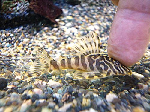 クイーンインペリアルタイガープレコ