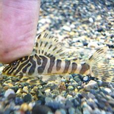 クイーンインペリアルタイガープレコ②　２０２６年３月１４日入荷