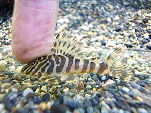 クイーンインペリアルタイガープレコ②　２０２６年３月１４日入荷