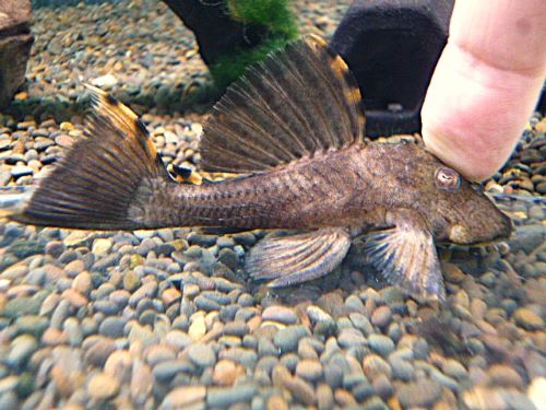 タイガーフィンサタンプレコ　２０２６年４月９日入荷