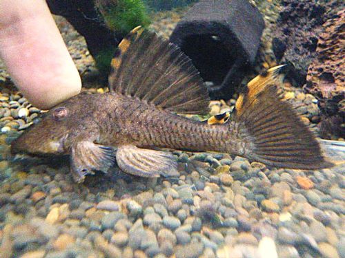 タイガーフィンサタンプレコ