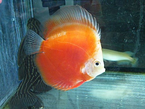 ライジングサン・ディスカス