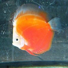 ライジングサンディスカス　２０２６年１月２３日入荷