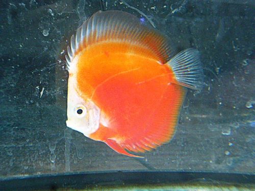 ライジングサンディスカス 2026年1月23日入荷 ライジングサン・ディスカス