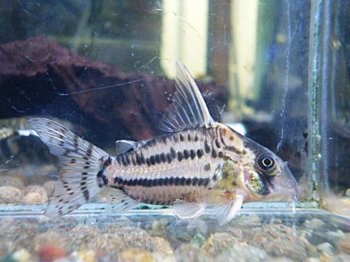 コリドラス　スーパーシュワルツ