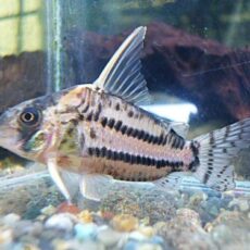 コリドラス　スーパーシュワルツ①　２０２６年３月２８日入荷