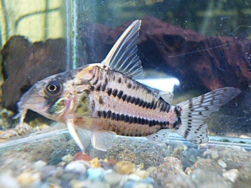 コリドラス　スーパーシュワルツ①　２０２６年３月２８日入荷