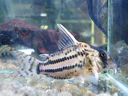 コリドラス　スーパーシュワルツ