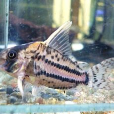 コリドラス　スーパーシュワルツ②　２０２６年３月２８日入荷