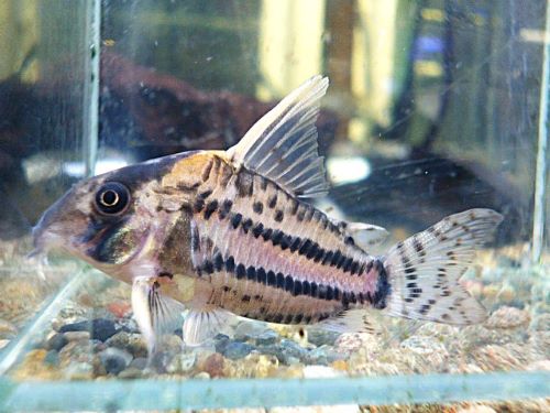 コリドラス スーパーシュワルツ② 2026年3月28日入荷 コリドラス スーパーシュワルツ