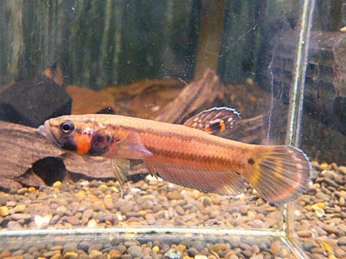 ベタ・マクロストマ