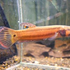 ＷＩＬＤベタ　マクロストマＢＲＵＮＥＩ　ペア　２０２６年４月１４日入荷