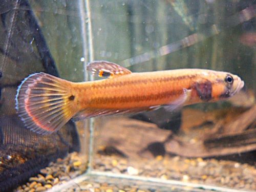 WILDベタ マクロストマBRUNEI ペア 2026年4月14日入荷 ベタ・マクロストマ