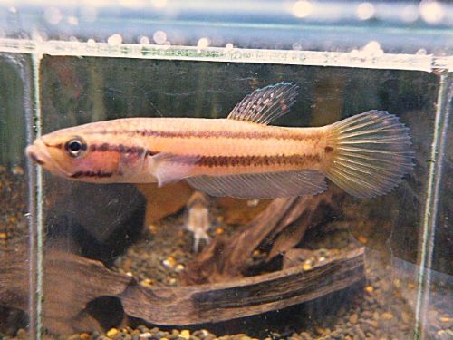 WILDベタ マクロストマBRUNEI ペア 2026年4月14日入荷 ベタ・マクロストマ