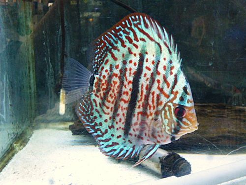 ヘッケルクロス・ディスカス