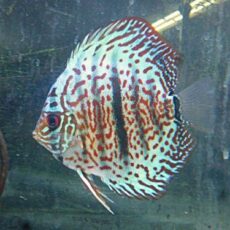 ヘッケルクロスディスカス　２０２６年４月１６日入荷