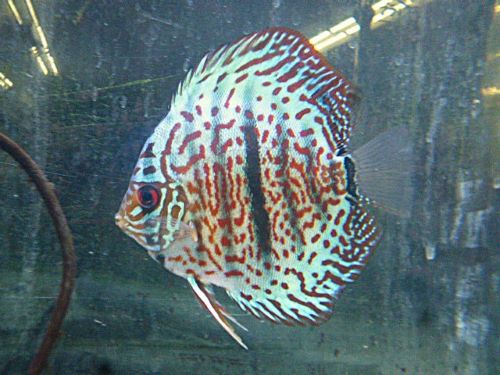 ヘッケルクロスディスカス　２０２６年４月１６日入荷