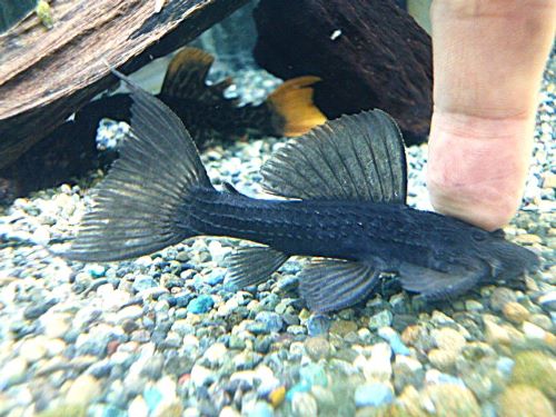 ブラックトリムプレコ