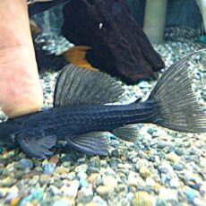 ブラックトリムプレコ　ジャリ　　２０２６年４月７日入荷