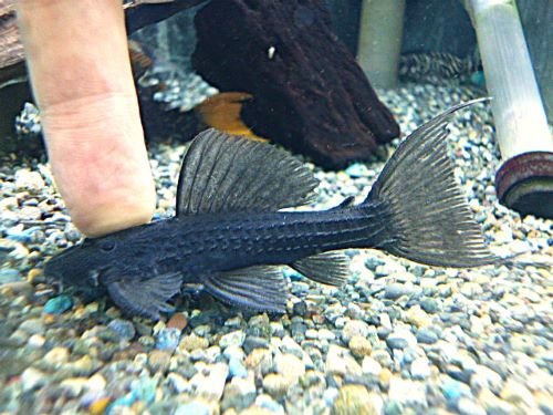 ブラックトリムプレコ　ジャリ　　２０２６年４月７日入荷