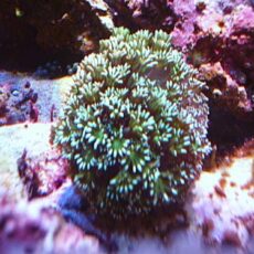 アワサンゴ　グリーン　２０２６年４月１７日撮影