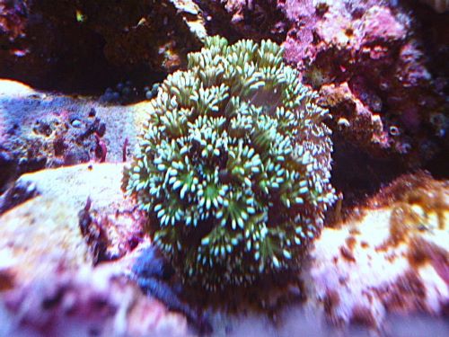 アワサンゴ　グリーン　２０２６年４月１７日撮影