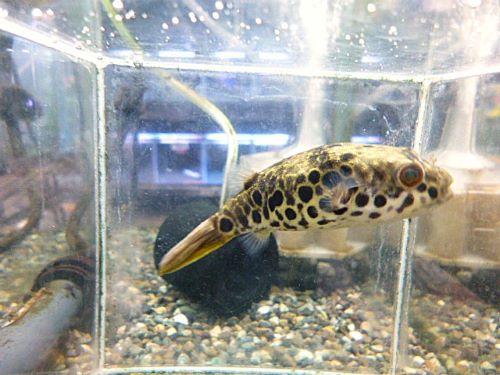 テトラオドン　ショウテデニー