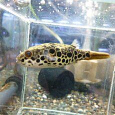 テトラオドン　ショウテデニー②　２０２６年２月２６日入荷　