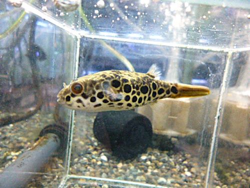 テトラオドン　ショウテデニー②　２０２６年２月２６日入荷　