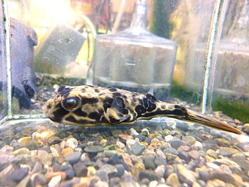 テトラオドン　ムブ