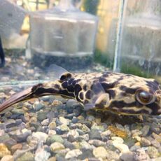 テトラオドン　ムブ　２０２６年４月９日入荷