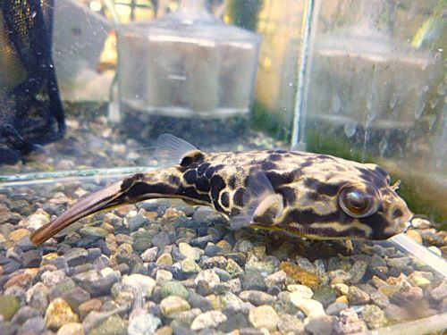 テトラオドン　ムブ　２０２６年４月９日入荷