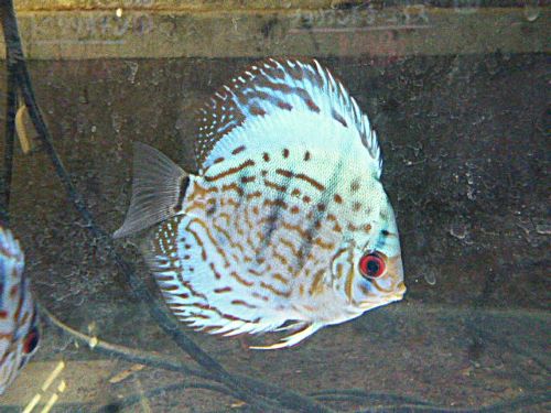 ブリリアントターコイズ・ディスカス