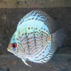 ブリリアントターコイズディスカス③　２０２６年１月２３日入荷