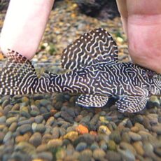 クイーンアラベスクプレコ　２０２６年４月２日入荷