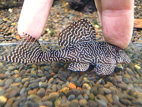 クイーンアラベスクプレコ　２０２６年４月２日入荷